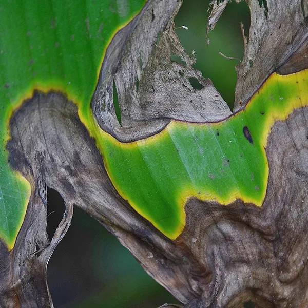 Searles How to control and treat leaf burn